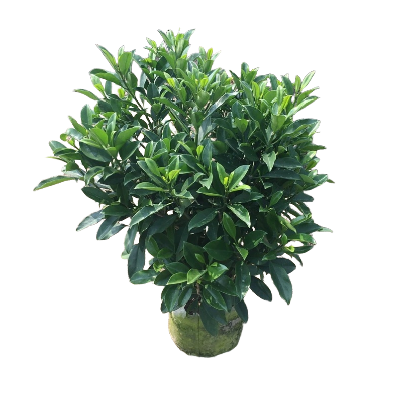 诚智旺 非洲茉莉 70-80cm/棵高清大图