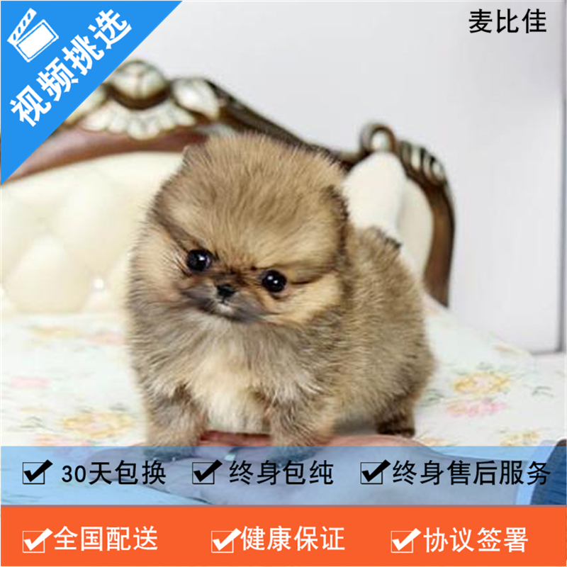 麦比佳 纯种哈多利系球体博美活体宠物 茶杯博美犬 日系俊杰双血统长不大的茶杯狗白色博美犬 赛级博美犬活体狗狗纯种博美犬高清大图