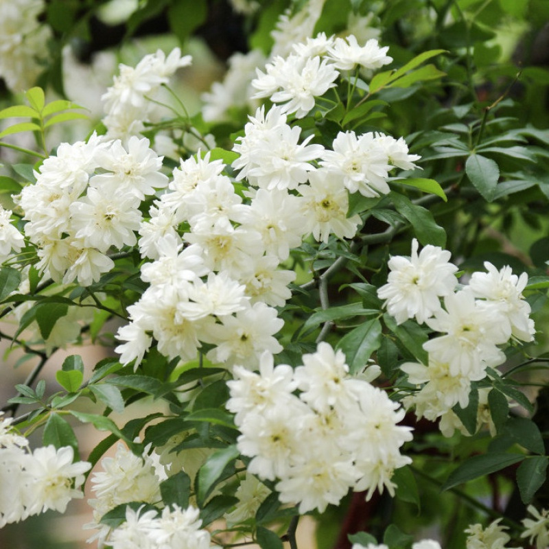 重瓣白木香花苗盆栽带花室内庭院花卉爬藤植物浓香四季开花不断视频