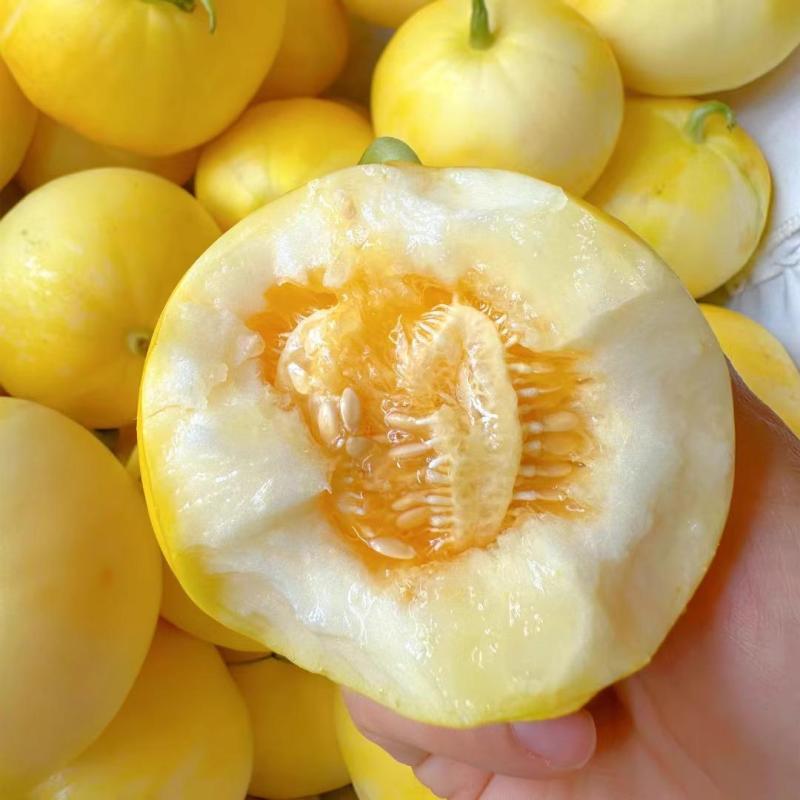 [熊猫鸟] 山东小蜜蜂甜瓜 净重2.5斤装 箱装 蜜瓜香瓜 当季甜瓜新鲜