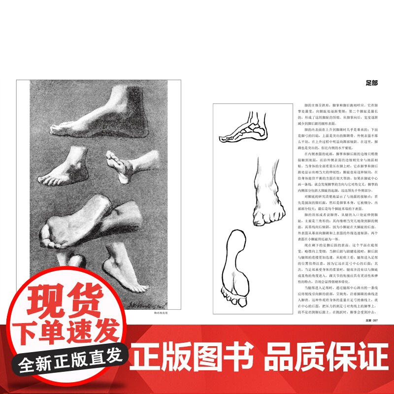 人体结构素描 高等艺术院校美术基础系列 根据范德普尔的素描改编 人体素描绘画教学研究人体结构和学习素描审美的良好范本高清大图