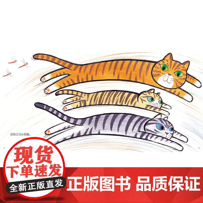 猫咪多多多!高清大图