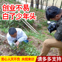 霍山铁皮石斛鲜条500克 康顺堂基地 4年林下霍山产石斛 铁皮石斛枫斗胶质饱满渣少 买3送1
