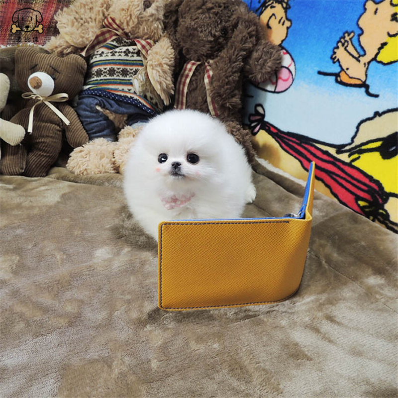 麦比佳狗狗活体 纯种博美犬幼犬活体宠物狗狗哈多利系球体博美狗 玩具型博美犬茶杯犬长不大博美日系俊介犬高清大图
