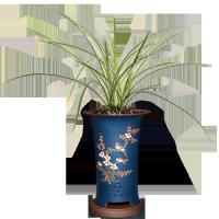 兰花莲瓣兰【翠晶红轮】银边鹤艺兰花苗帝王妃浓香不带花苞办公室内盆栽花卉盆栽盆景花卉盆栽翠晶红轮一棵两苗裸根不带盆