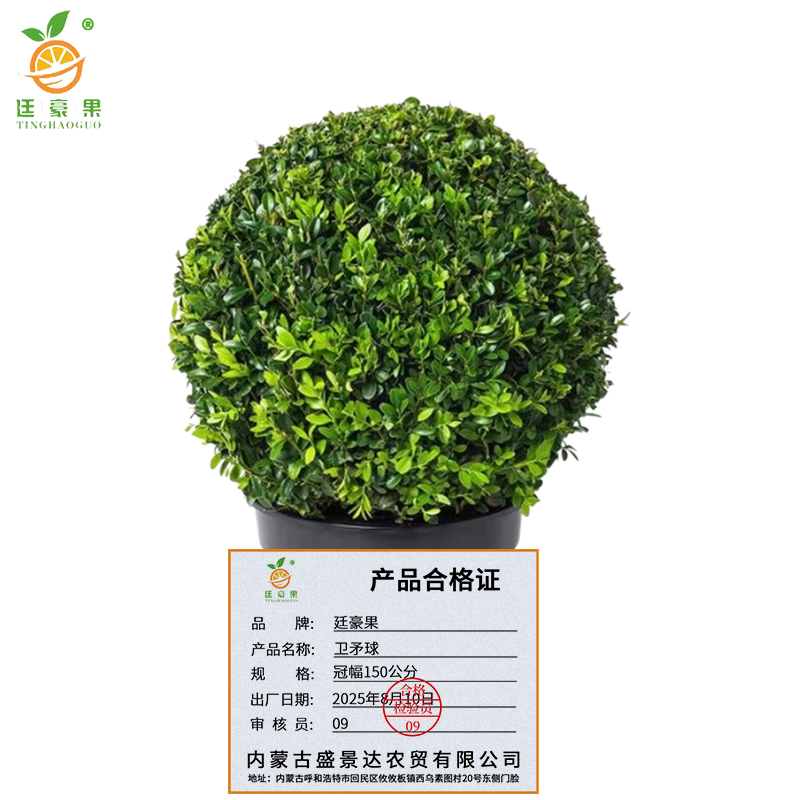 廷豪果 卫矛球 冠幅150cm /棵高清大图