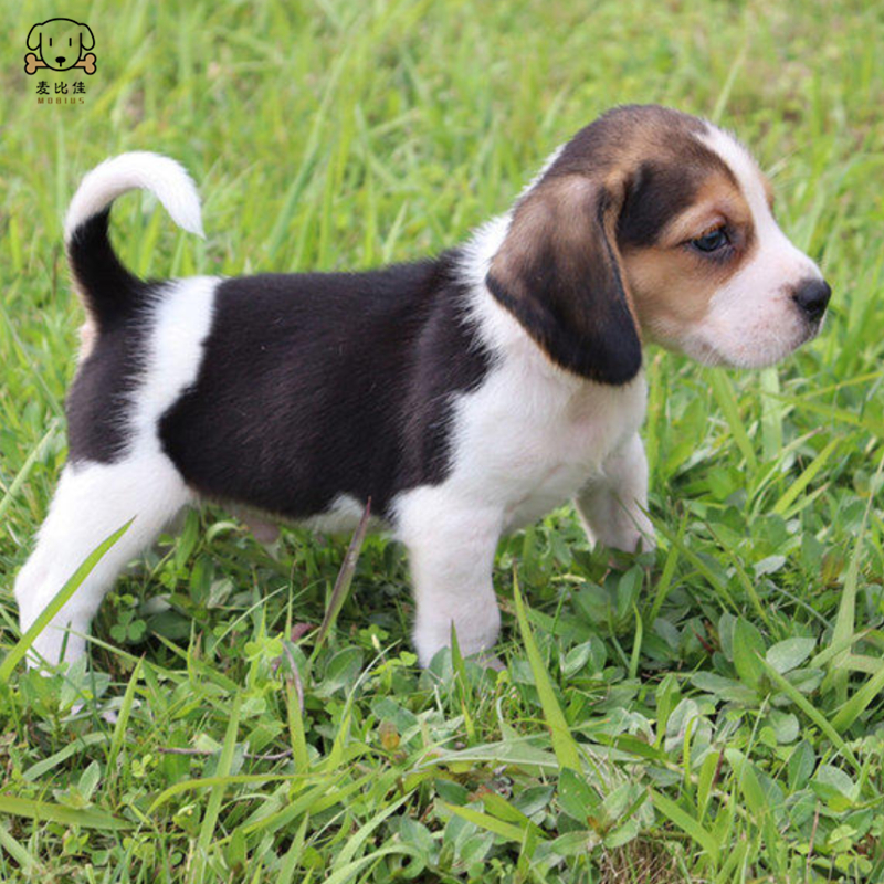 麦比佳宠物 比格犬幼犬 宠物狗比格犬狗狗活体纯种双血统短毛猎兔犬比格鲁中小型高智商家庭犬比格打猎狗 视频挑选包健康高清大图
