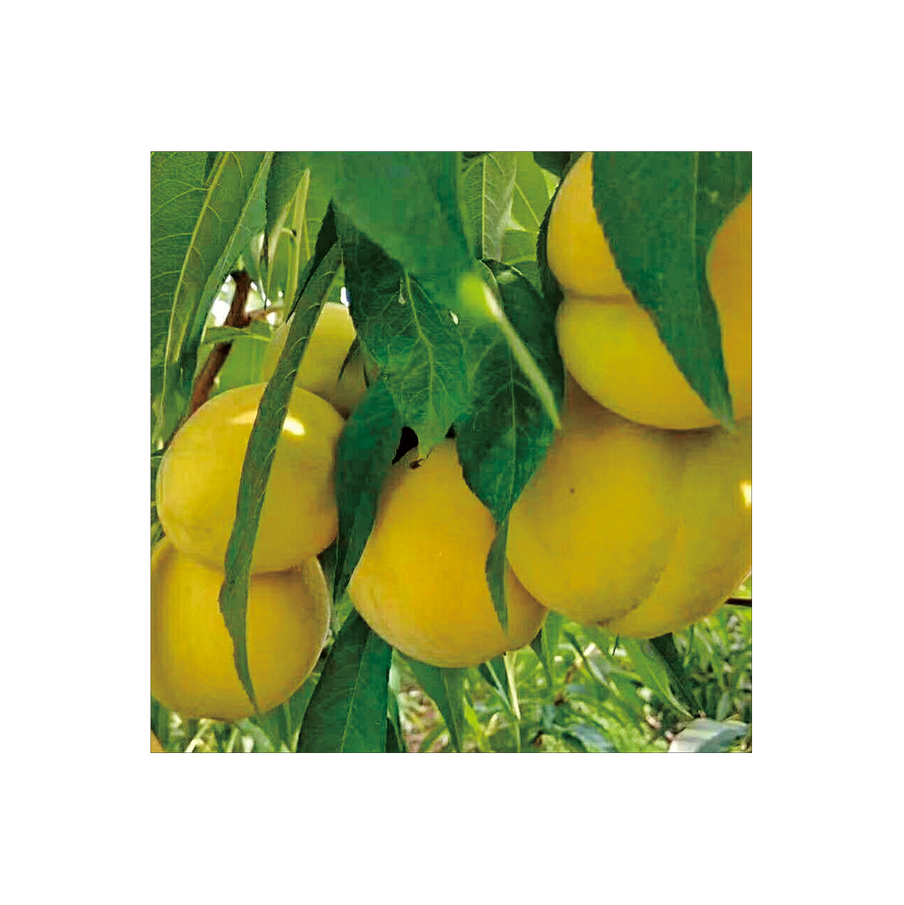 新全新黄桃5kg/件高清大图