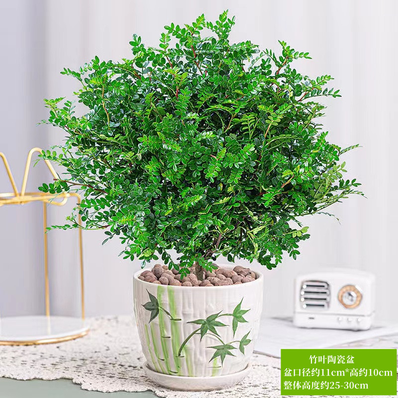 清香胡椒木盆栽花卉室内外驱蚊草植物树苗老桩盆景九里香绿植客厅 默认 精选6年清香驱蚊大苗【青竹陶瓷盆】送营养肥