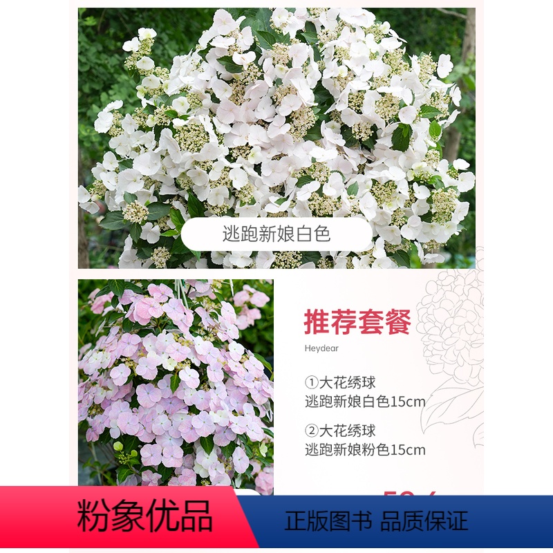 [ 新娘套餐]逃跑新娘粉色15+逃跑新娘白色 15 含盆 [正版]绣球花苗大花盆栽花卉无尽夏万华镜阳台花园植物鲜花种