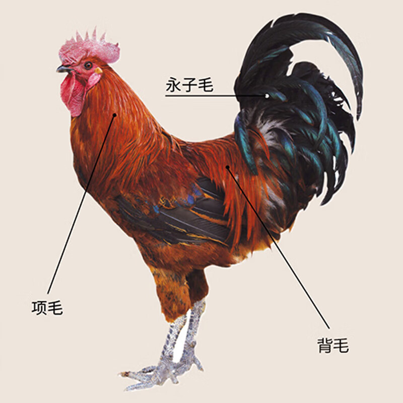 铸固 鸡毛掸子 除尘扫灰掸不掉毛高端除灰神器 鸡项毛掸75cm [竹竿把]高清大图
