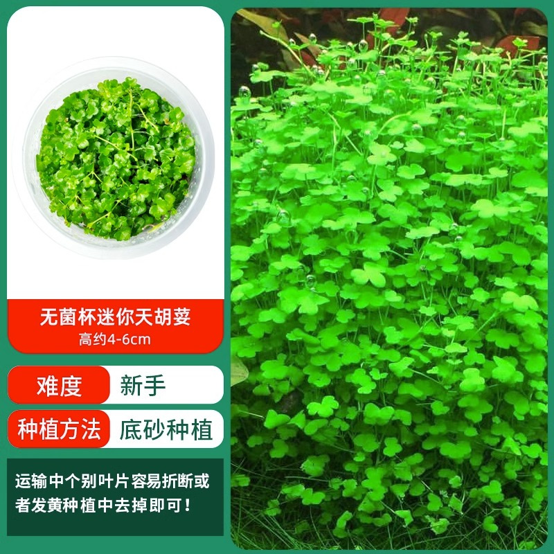 水草植物鱼缸造景莫斯阴性水榕沉木蜈蚣水培懒人增氧乌龟真草缸