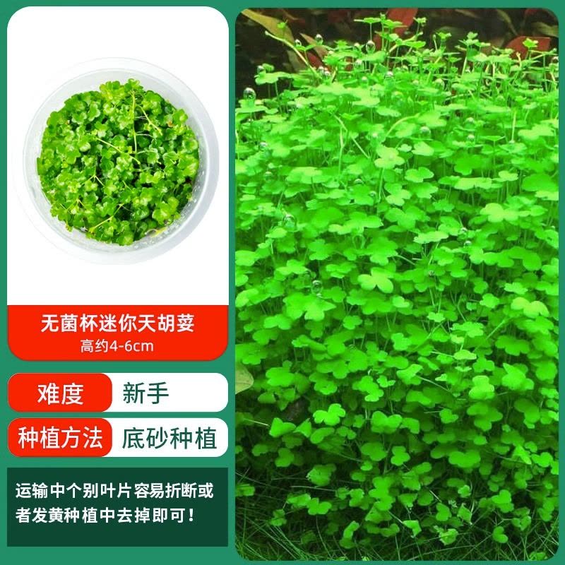 水草植物鱼缸造景莫斯阴性水榕沉木蜈蚣水培懒人增氧乌龟真草缸图片