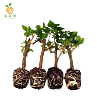 廷豪果 三角梅 70cm /棵