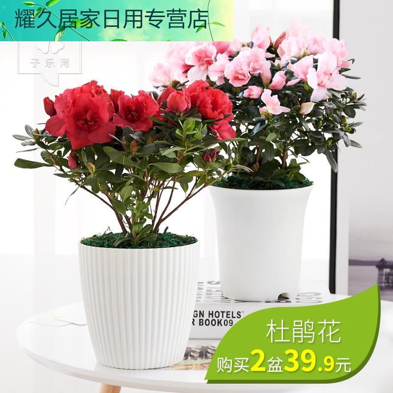 杜鹃花盆栽水培植物带花苞绿植花卉盆栽客厅室内杜鹃花四季开花