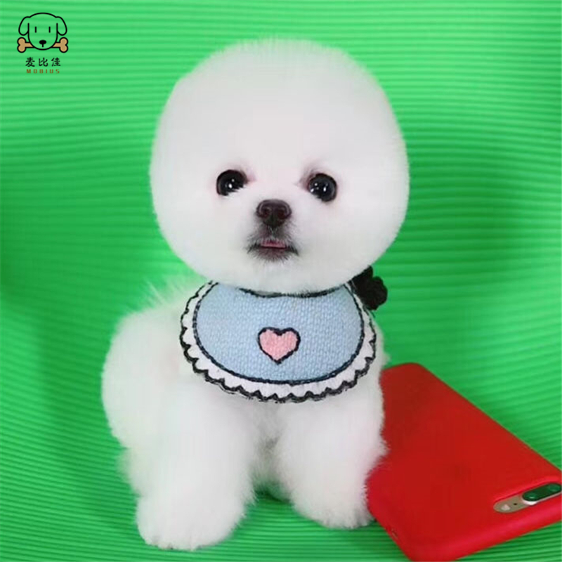 麦比佳宠物狗狗 活体博美犬幼犬活体哈多利系球体博美俊介狗狗小体玩具型血统级长不大茶杯犬纯白色黄色博美狗高清大图
