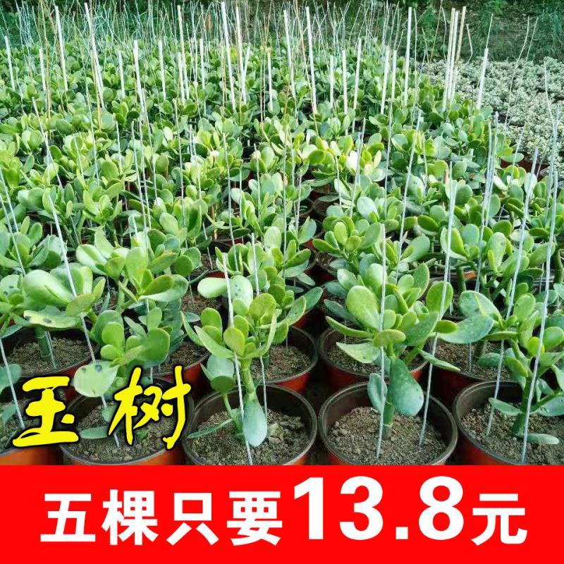特价玉树盆栽大叶玉树花厚脸皮燕子掌室内客厅多肉植物老桩邮