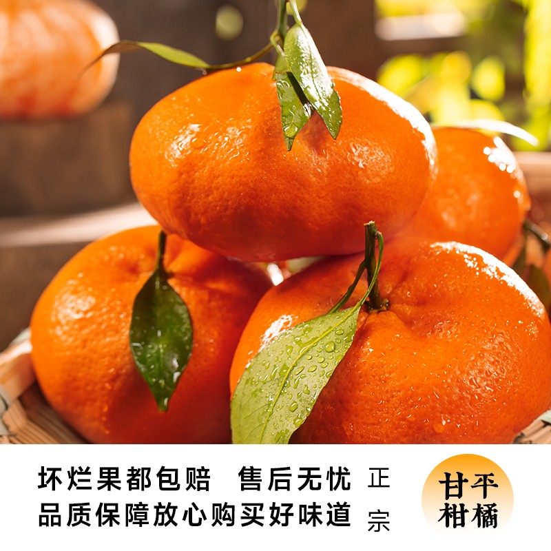[西沛生鲜]四川甘平皇后柑橘 净重5斤 特大果 单果90mm+ 产地精选 甜美多汁 坏果包赔高清大图
