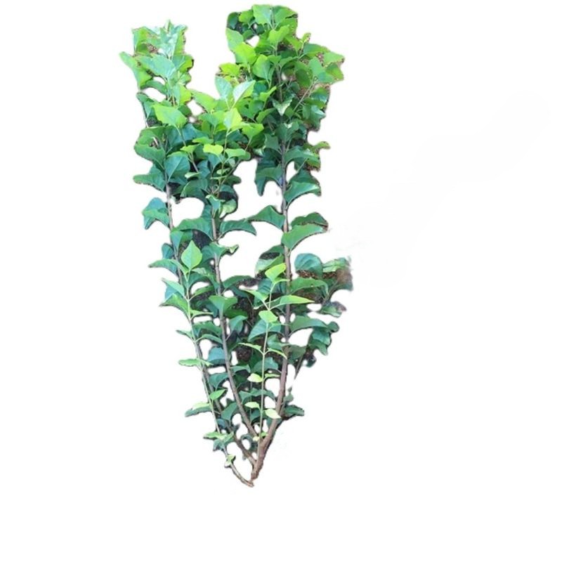 诚智旺 丁香苗 高1.2m 棵高清大图