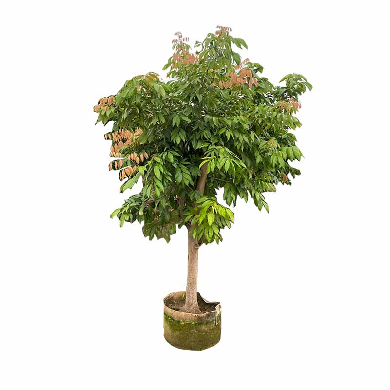 海铁科技荔枝树3m Φ7-10/棵高清大图