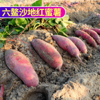 福建六鳌红薯2.5斤（偶数发货 拍2件合并发1箱 共5斤约20-30个）
