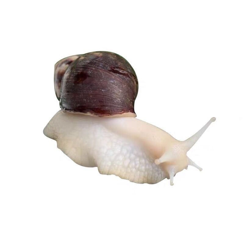 蜗牛活体宠物白玉蜗牛巨型美容蜗牛宠物活体蜗牛观赏蜗牛教学蜗牛