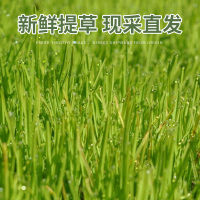 2025年新草提摩西荷兰猪饲料1L龙猫兔粮提莫干兔牧豚鼠约500g