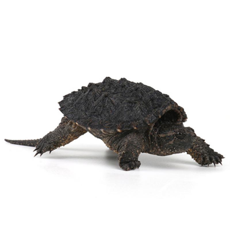 乌龟活体北美小鳄龟鳄鱼龟杂佛鳄龟大龟苗宠物龟观赏龟水龟北美小鳄龟