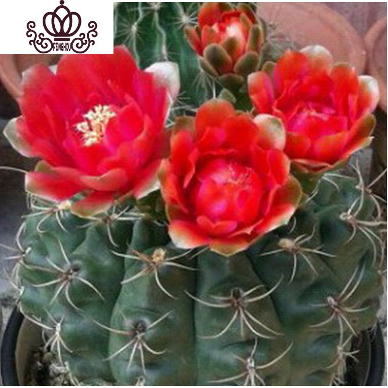 封后绯花玉开花的仙人球盆栽仙人掌室内多肉植物办公室仙人掌多肉盆栽红色直径5 7cm 绯花玉不带花苞 含盆参数配置 规格 性能 功能 苏宁易购