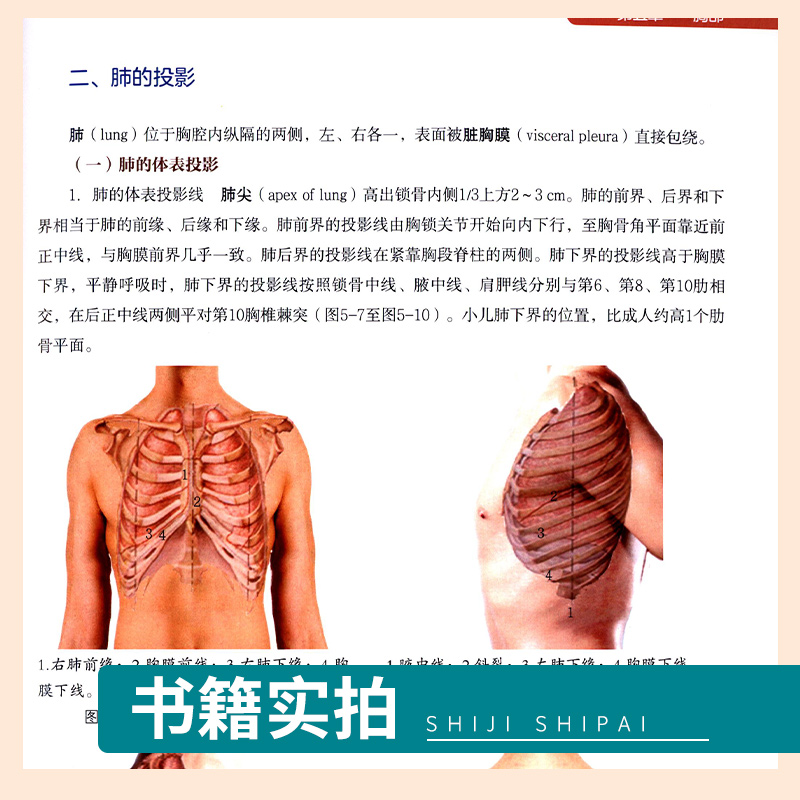 [醉染正版]人体表面解剖学 张黎 罗利实用医学艺术结构运动体育解剖功能系统列车奈特绘画形态艺用笔记3d解刨断层基础彩色图高清大图