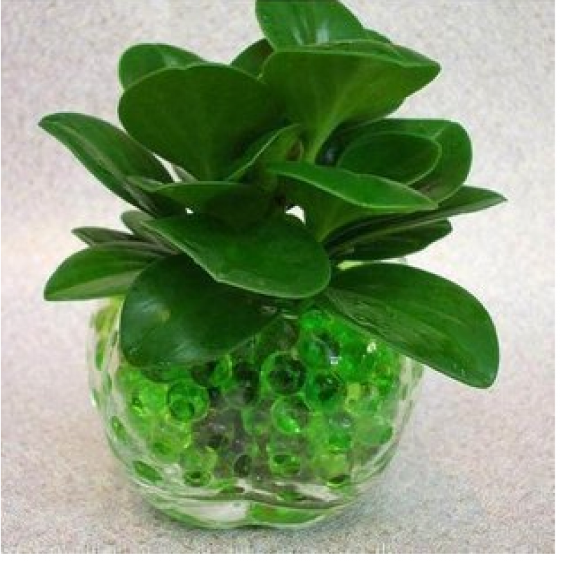 古达园艺用品古达水培植物水培花卉滴水观音水培玻璃瓶彩色陶粒玻璃套装豆瓣绿 圆球玻璃瓶含盆 价格图片品牌报价 苏宁易购老蜂匠园艺用品专营店