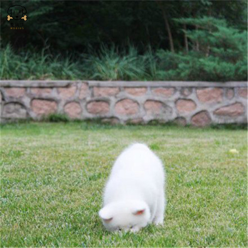 麦比佳 秋田犬 纯种秋田犬幼犬中大型秋田犬狗狗活体血统级精品日系秋田日本赛级秋田家庭犬公母视频挑选包健康秋田柴犬