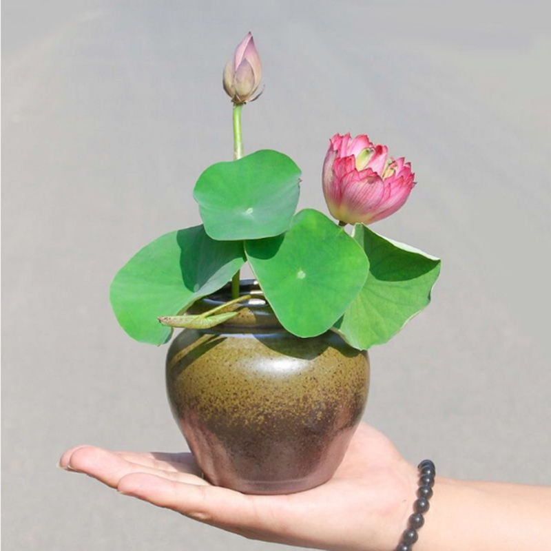 舒弗四季播种50粒碗莲种子已开口水培植物睡莲荷花种子盆栽绿植花卉报价 参数 图片 视频 怎么样 问答 苏宁易购