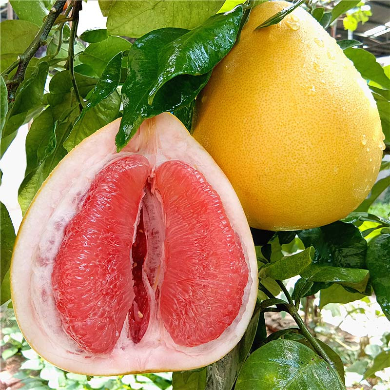 红心柚子新鲜水果净重9斤当季红肉蜜柚葡萄柚青柚皮整箱批发三天内