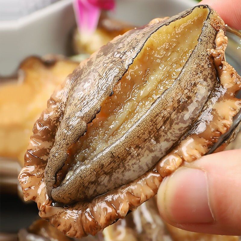 赛卡伊48小时发货鲍鱼新鲜特大活冻大鲍鱼冷冻水产批发海捕鲍鱼捞饭非