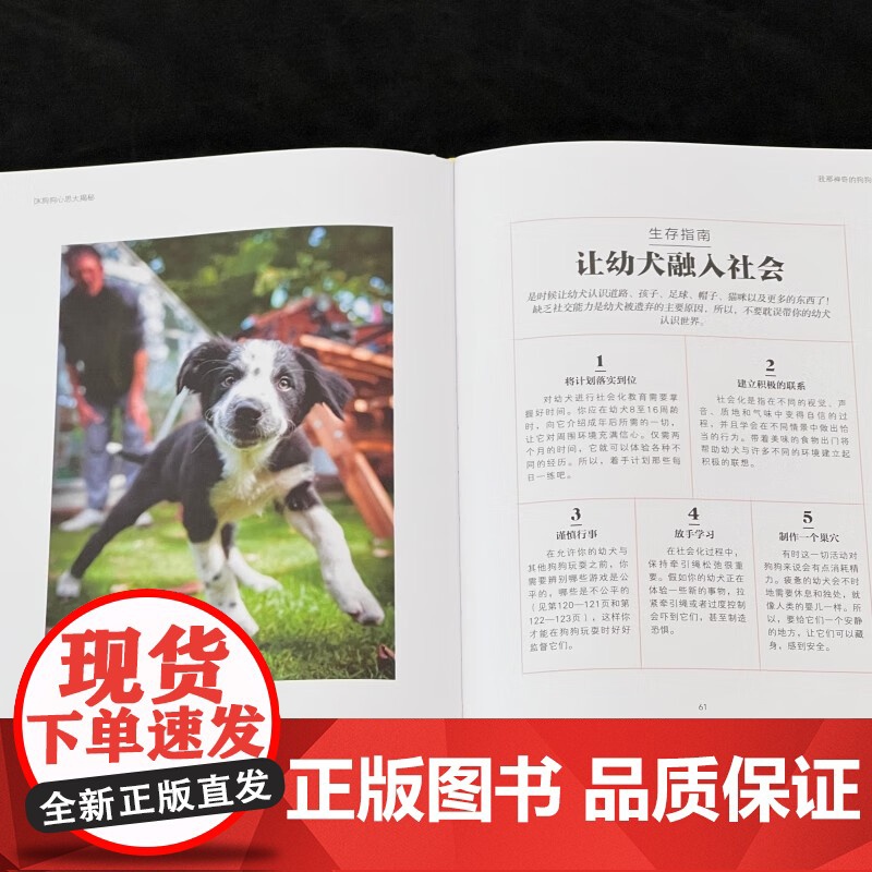 DK狗狗心思大揭秘 汉娜·莫洛伊 著 家居高清大图