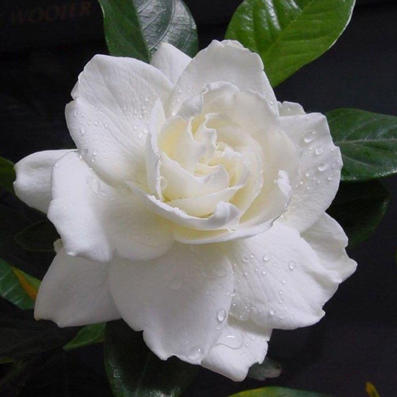 栀子花盆栽花苗大叶四季开花带花室内植物浓香型花苗树苗