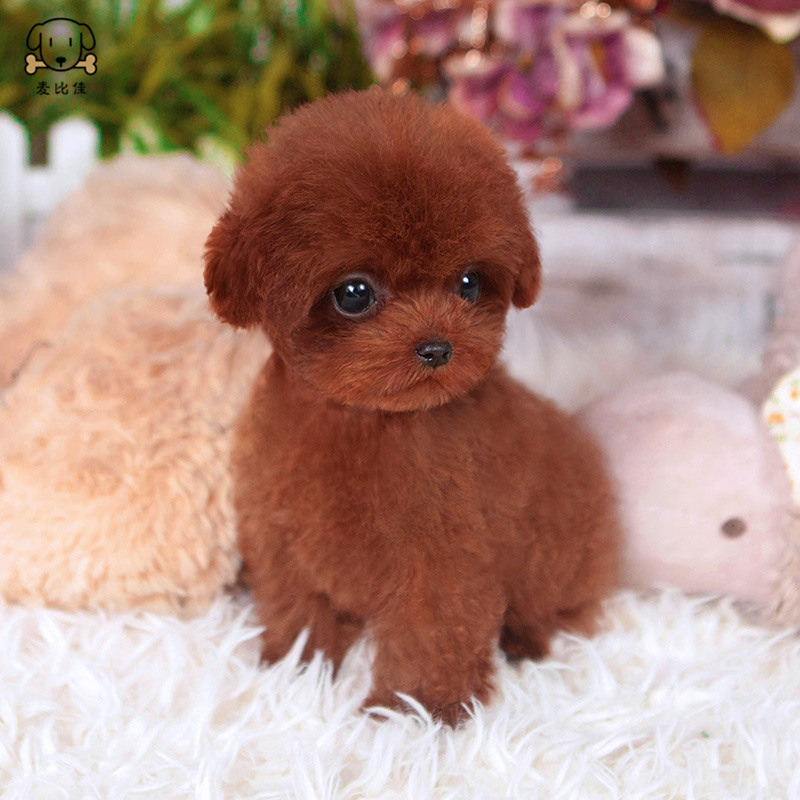 麦比佳 泰迪犬幼犬 泰迪犬狗狗活体茶杯犬泰迪宠物狗小体玩具型长不大微小体贵宾犬泰迪贵宾杯子狗 视频挑选 包健康狗狗高清大图