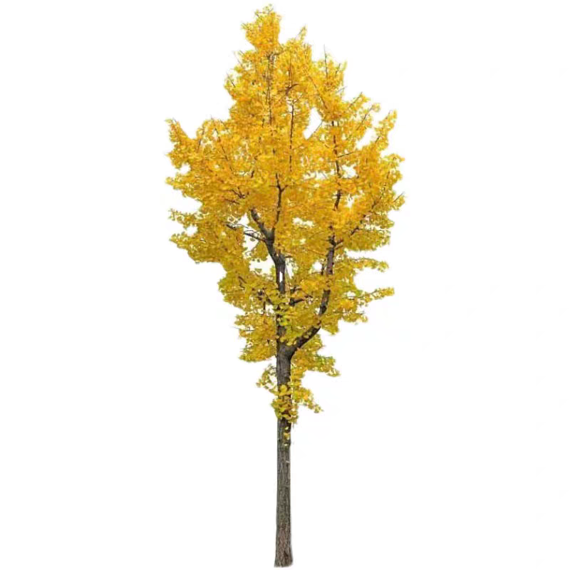 诚智旺 银杏树 9公分 /棵高清大图