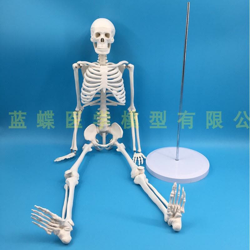 适用于85cm人体骨骼模型骨架人体模型成人小骷髅教学模型脊椎全身骨骼