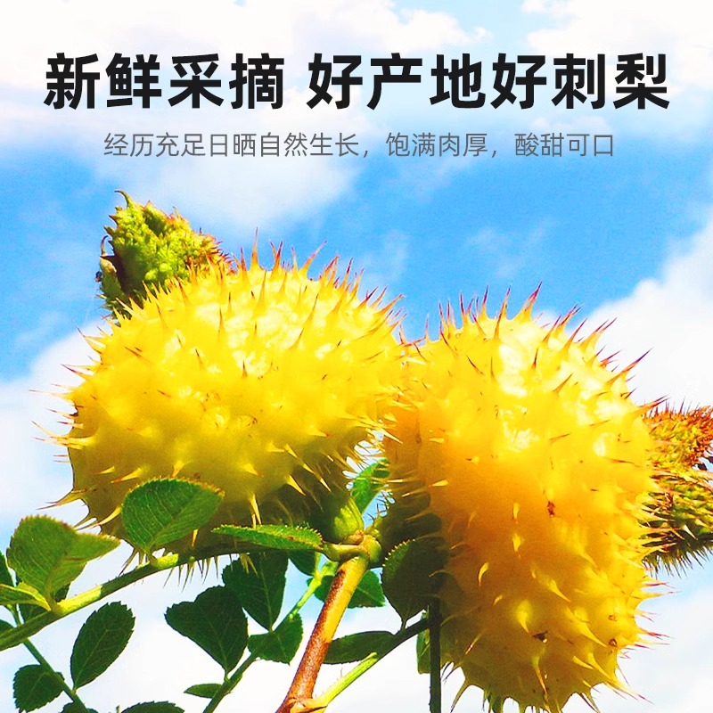 杞里香刺梨干果鲜果泡水泡茶250g贵州特产土特产新鲜刺梨高清大图