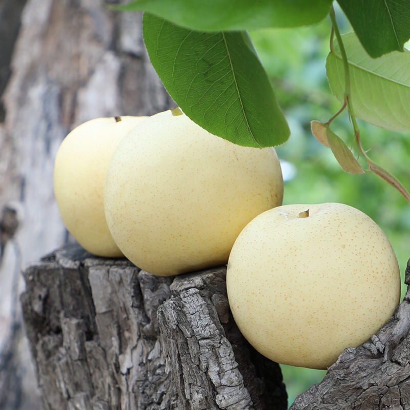 [苏鲜生]精品皇冠梨 新鲜水果 松脆多汁 净重8.7斤 单果250g以上高清大图