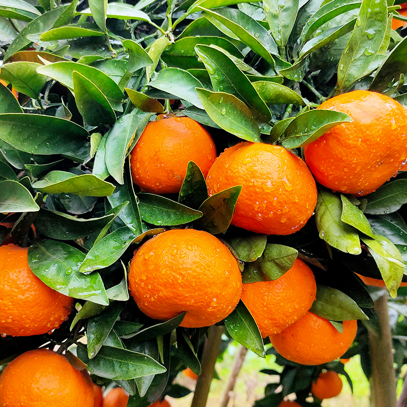 高山脐橙是哪里的(高山脐橙是什么季节的)