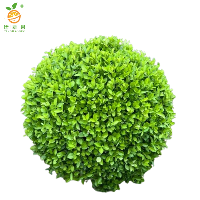 廷豪果 卫矛球 冠幅60公分 /棵高清大图