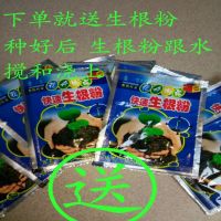 庭院种植果树 油甘子 牛甘子 喉甘子 杨甘 油甘果苗树苗盆栽