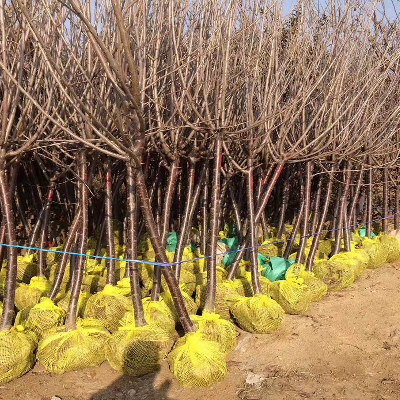 诚智旺 樱桃树 6公分/棵高清大图