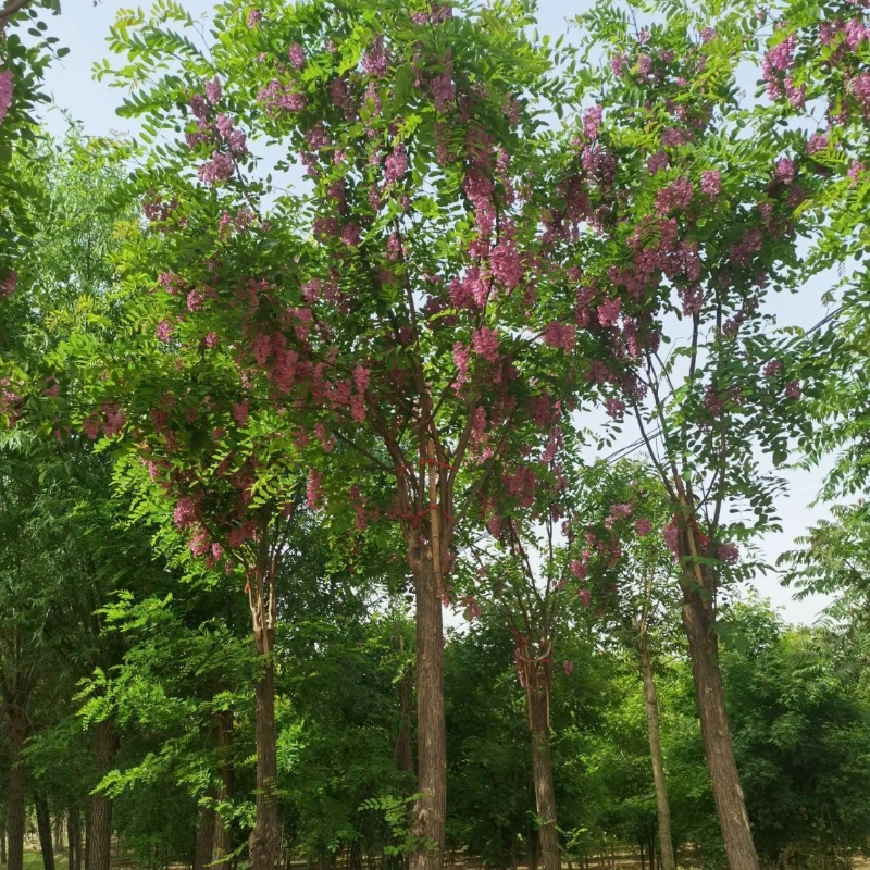 诚智旺 香槐 Ф80-120mm/束高清大图