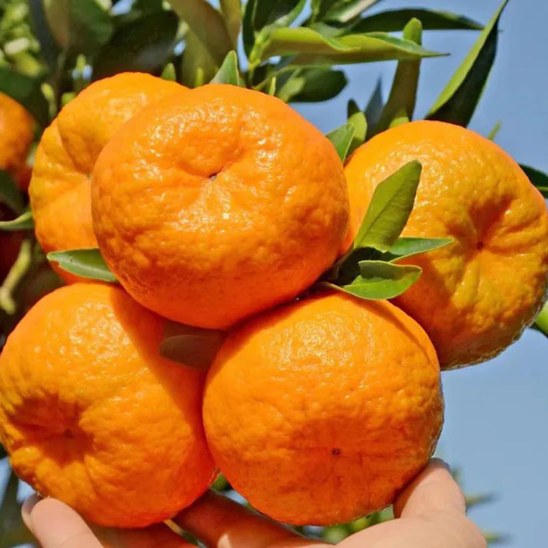 装大果精品椪柑薄皮多汁农家新鲜水果现摘现发正宗椪柑橘子净重9斤