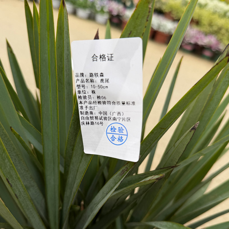 路轶森 鸢尾 10-50cm 株高清大图