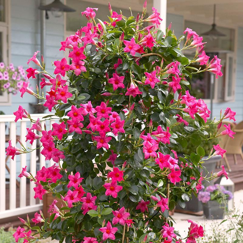 回固 庭院阳台多年生爬藤植物双喜藤万里飘香藤红婵花室内文藤花卉